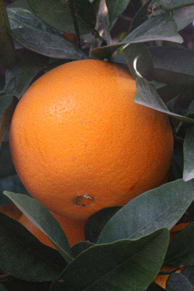            Fruit (Fisher, Riverside, CA)   